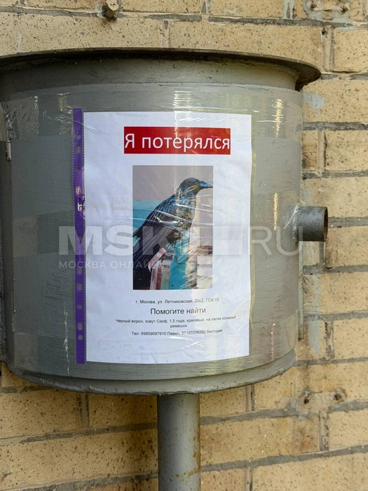 Объявление о пропаже Скифа | Источник: Вера Борисова / MSK1.RU