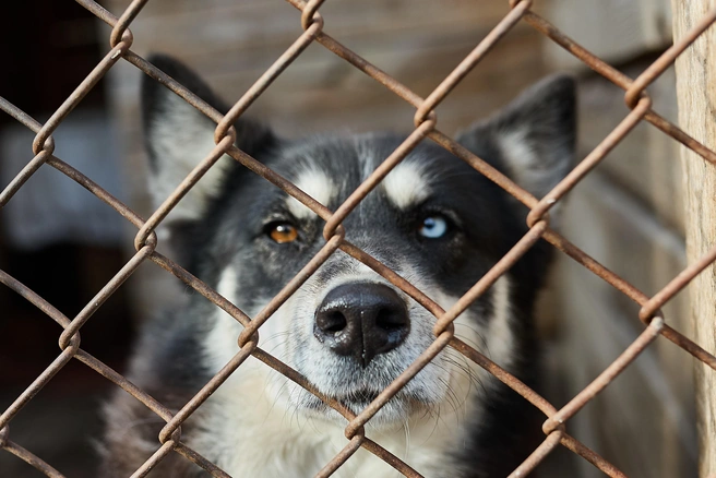 Инцидент произошел в августе этого года | Источник: Александр Ощепков / NGS.RU