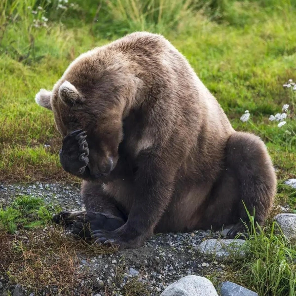 Источник: World Nature Photography Awards