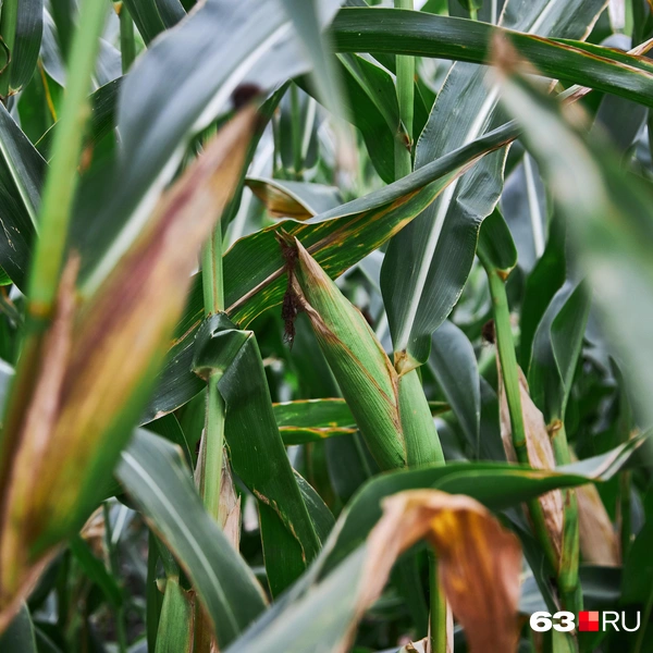 Источник: Роман Данилкин / 63.RU