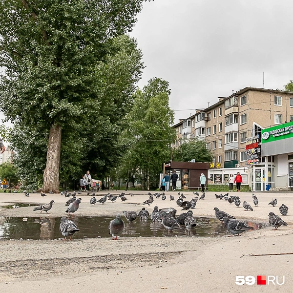 Голуби (вероятно, прикормленные кем-то из местных) добавляют антуража | Источник: Василина Любимова / 59.RU
