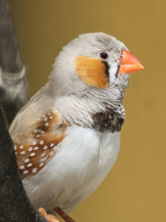 Не умеющие молчать: почему певчие птицы выводят свои трели почти без передышки?