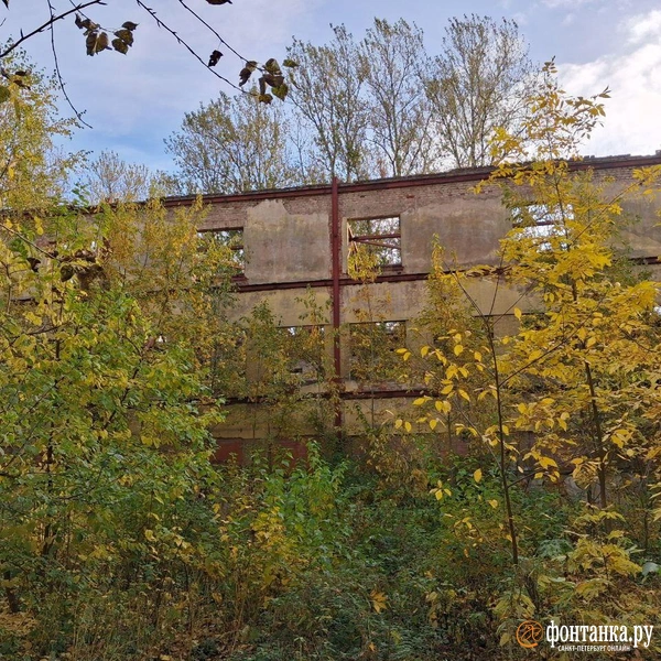 Источник: Анна Мотовилова / «Фонтанка.ру»