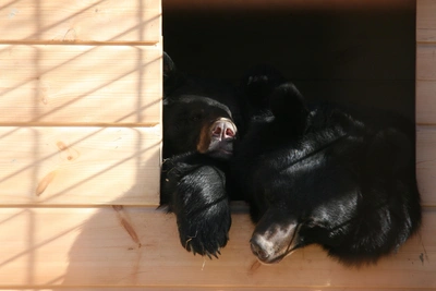 В Приморье спасают очередных осиротевших медвежат