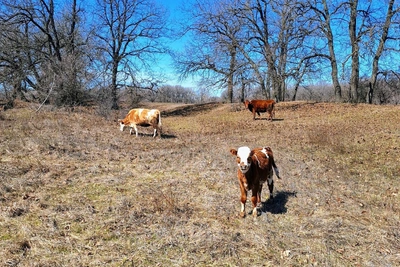 Как просыпается весна на острове Сарпинском