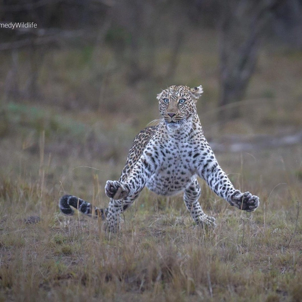 Источник: Comedy Wildlife Photography Awards