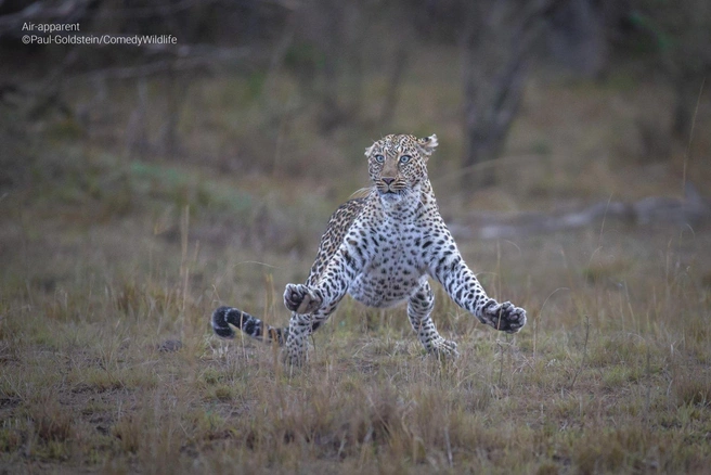 Источник: Paul Goldstein / Comedy Wildlife Photo Awards