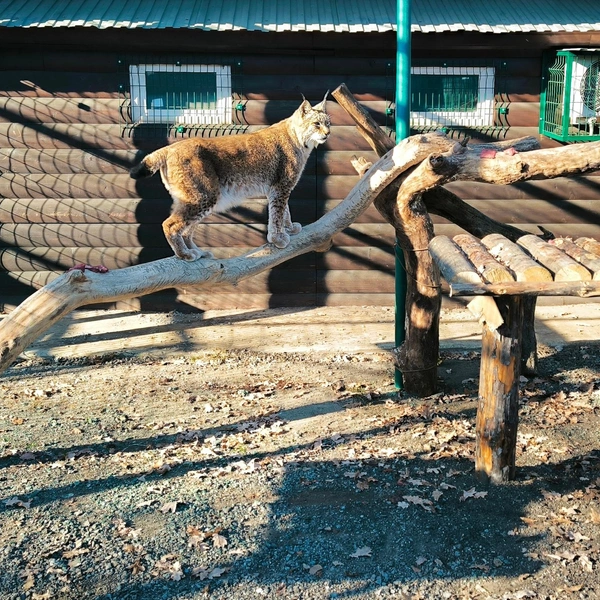Источник: Самарский зоопарк