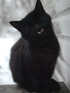 Тест: Выбери черного котика и получи предсказание от Сабрины Спеллман