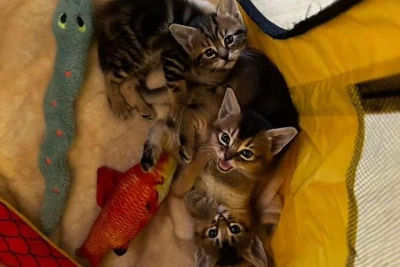 В Тюмени продают котят чаузи за 50 тысяч рублей