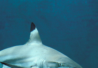 Беззащитные хищники: как половина акул Средиземноморья оказалась под угрозой исчезновения