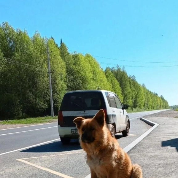 Источник: Avito.ru