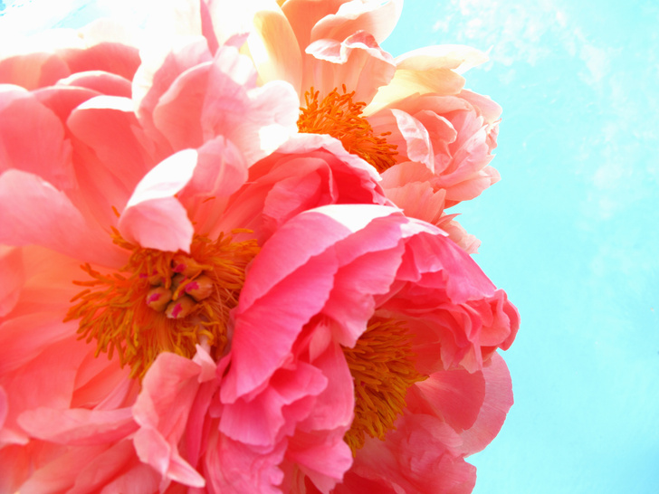 Когда обрезать пионы после цветения на зиму — www.wday.ru