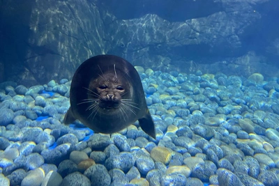Ларги гоняют селедку в бухте Золотой Рог — видео