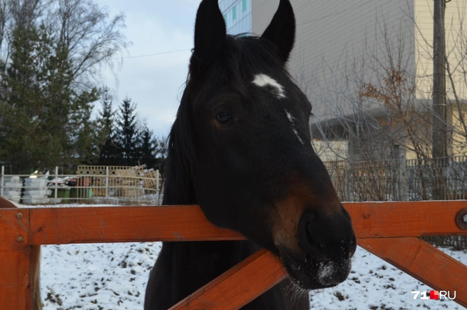 2026-й год объявлен годом лошади | Источник: Максим Улитов / 71.RU