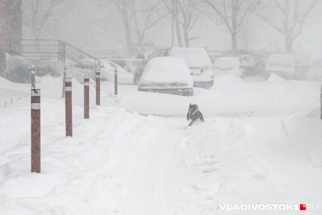 Источник: Елена Буйвол / VLADIVOSTOK1.RU