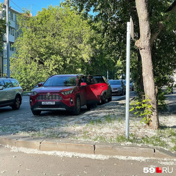 Газон словно под снегом | Источник: Тома Минадзе / 59.RU