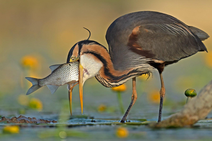 Улыбаемся и машем: 10 самых смешных фото птиц со всего света
