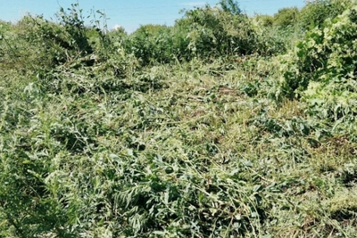 Полиция уничтожила более 300 кустов конопли в Ливенском районе