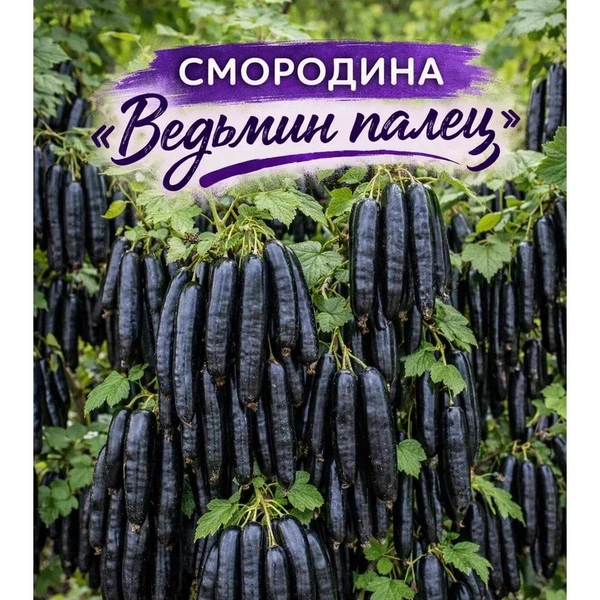 Кто бы мог подумать, что смородина отличается таким разнообразием сортов | Источник: скриншот с маркетплейса
