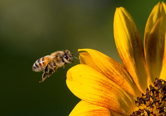 Одобрена первая в мире вакцина для пчел. Почему это важно для всего человечества?