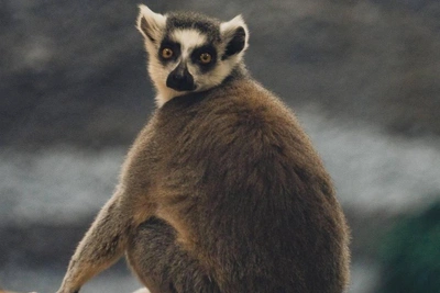Tropical animals thrive in Perm zoo amid –30 ℃ cold snap