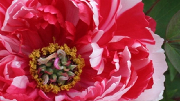 Пионы на выставке FlowersExpo 2015
