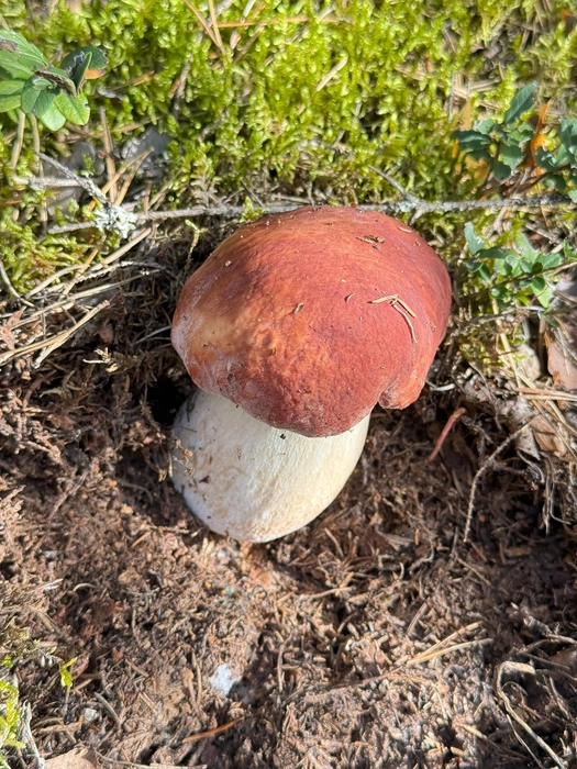 Источник: «Грибы и Грибники Подмосковья» / vk.com