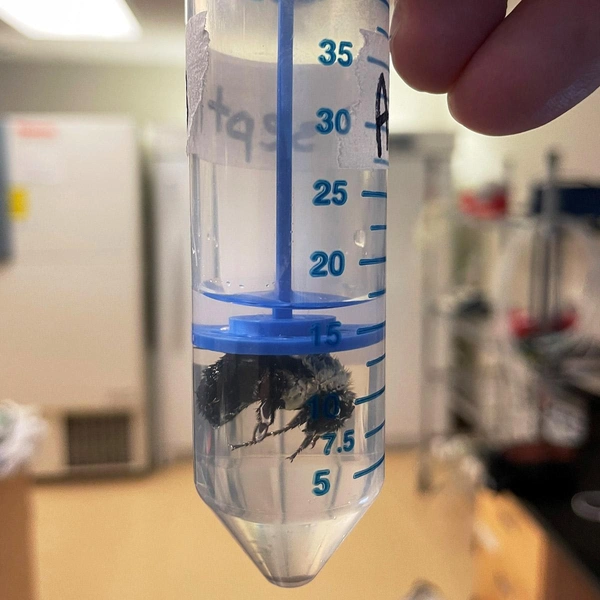 Как шмели выживают под водой и не тонут?