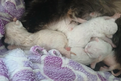 В Перми котят из автобуса ищут кормящую кошку