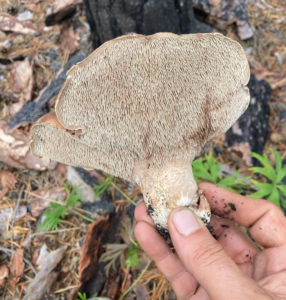 Посмотрите, какой интересный и внешне необычный гриб. Правда же, что местами деликатес напоминает ежа?  | Источник: читатель 72.RU