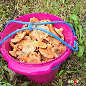Идеальное ведро для грибов | Источник: Тамара Вьюгова, читатель 59.RU