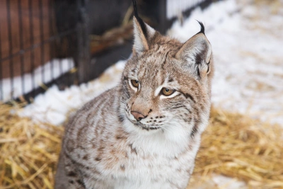 Синоптики обещают потепление до нуля в Иркутске
