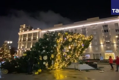 В Москве из-за ветра упала елка, сук травмировал женщину