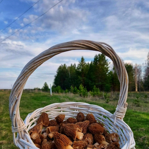 Источник: Кристина Редикульцева, «Уральский ЯжеГРИБНИК» / Vk.com