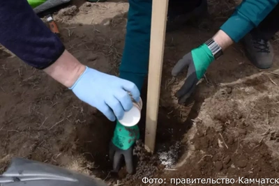 На Камчатке начали выращивать собственные фрукты и ягоды