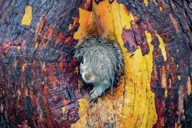 Источник: Kristy Greenton / Nikon Comedy Wildlife Awards