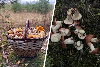 Moscow region foragers share October mushroom finds