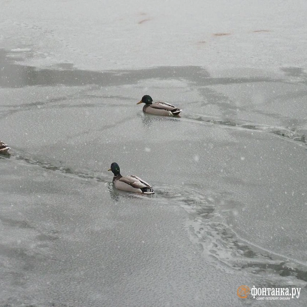 Источник: Михаил Огнев / FONTANKA.RU 