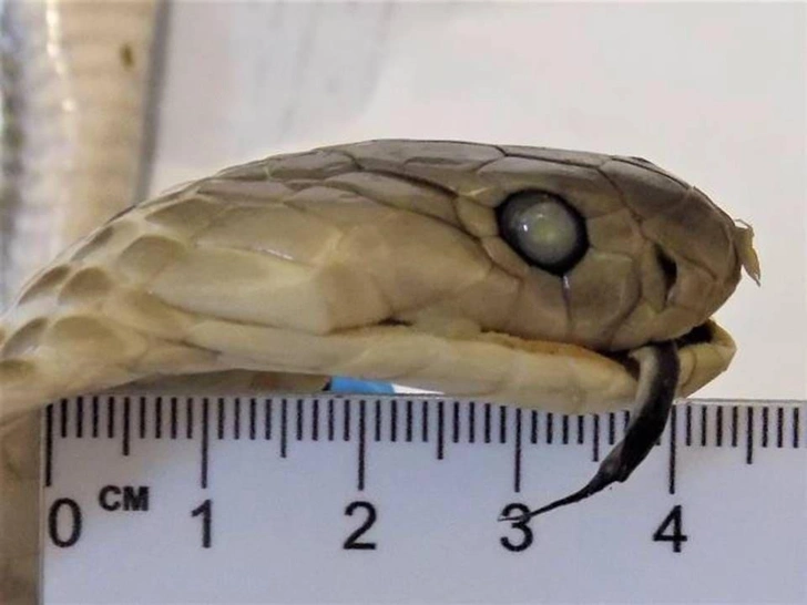 В багаже россиянки, прилетевшей из Вьетнама, нашли «змеиное вино». Что это такое? | Источник: Федеральная таможенная служба России