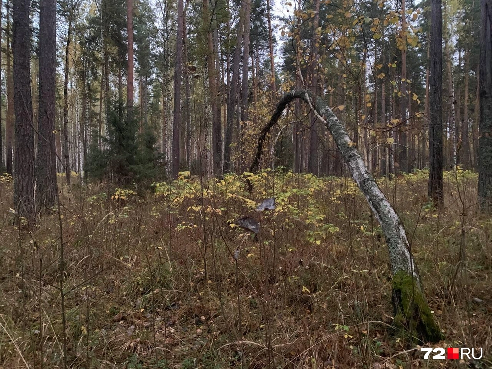 В сумерках передвигаться сложнее | Источник: Никита Кифорук / 72.RU