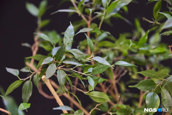 Пересаживать фикус лучше всего весной | Источник: Александр Ощепков / NGS.RU