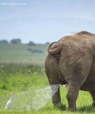 Самые смешные фото носорогов за всю историю конкурса Comedy Wildlife Photography Awards