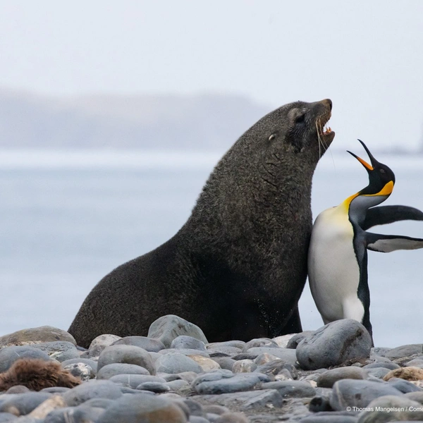 «Ваше поведение неподобающе!» | Источник: Thomas Mangelsen / Comedy Wildlife Photography Awards 2019