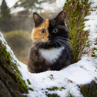 Аватарка jixsiv