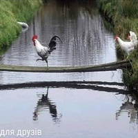 Аватарка Вочик