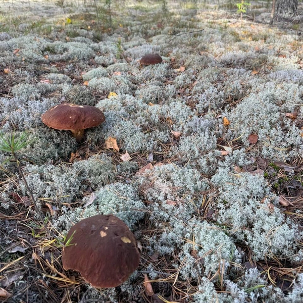 Источник: Дмитрий Махонин / Telegram