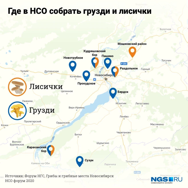 Лисички и грузди — не редкость для Новосибирской области | Источник: Юрий Орлов / Городские медиа