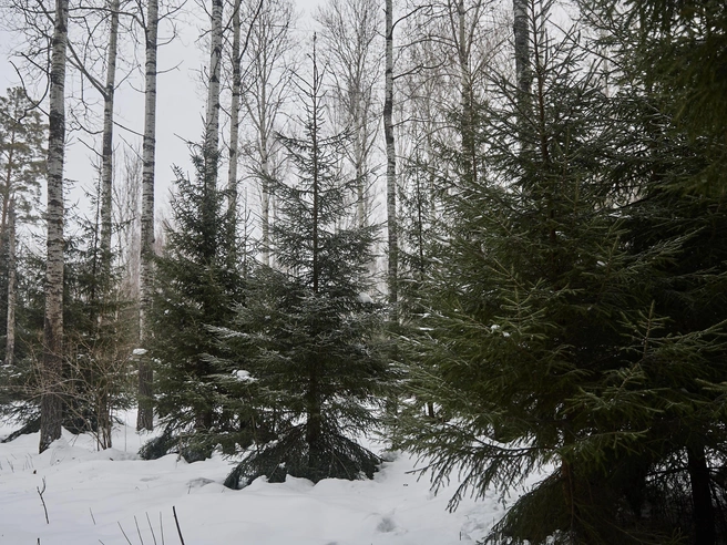 Такие заготовки не вредят лесному фонду, а, напротив, способствуют оздоровлению насаждений за счет санитарных рубок. | Источник: Александр Ощепков / NGS.RU