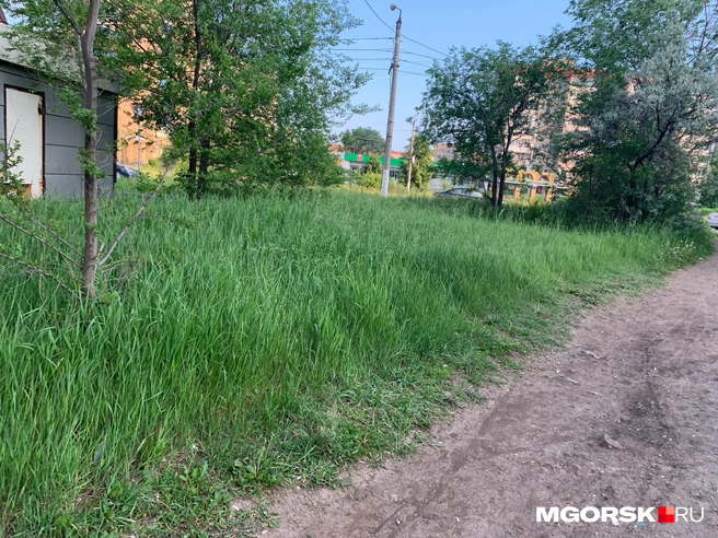 Как вам кажется, траву стригли в этом году? | Источник: Полина Котышева / MGORSK.RU